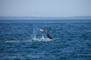 Tail Lob, Southern Resident Orcaa