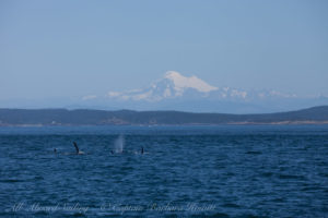Js and Mount Baker