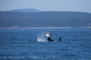 J38 Tail Lob