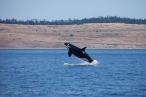 J40 Breaching, South Beach San Juan Island