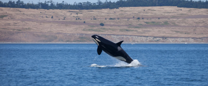 Sailing with Southern Resident Orcas on The West side San Juan Island