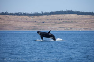 J40 Breaching, South Beach San Juan IslandJ