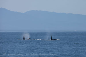 K21 with K35 males