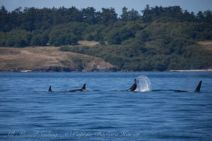 K14s Southern Resident Orcas, False Bay, San Juan island