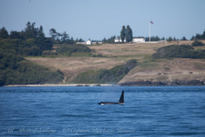 K26 passing American Caamp