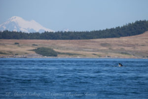 Spyhop with Mount Baker