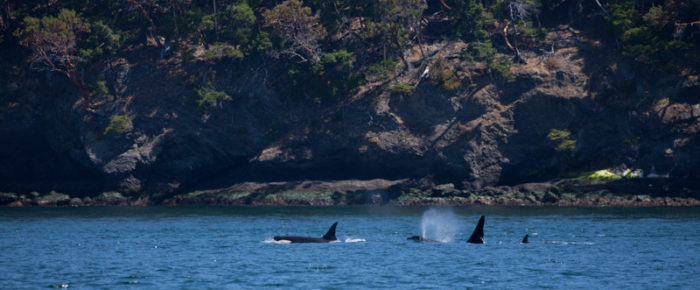 With J16s and J17s Orca whales North from Kellet Bluff on our morning sail