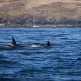 With J16s and J17s Orcas in lumpy seas off Eagle Point