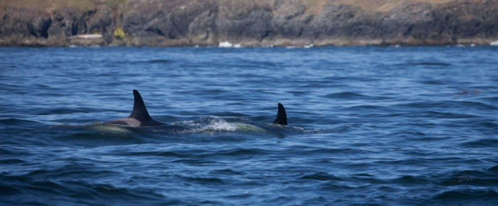 With J16s and J17s Orcas in lumpy seas off Eagle Point