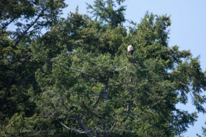 Bald Eagle Watching