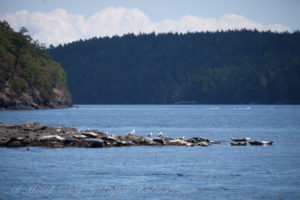 Harbor Seals hauled out on low tide