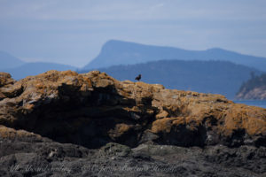 Black Oyster Catcher