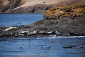 Harbor Seals, Sentinel Rocks
