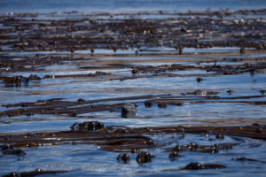 Harbor seal in Kelp forest of Danger Shoal