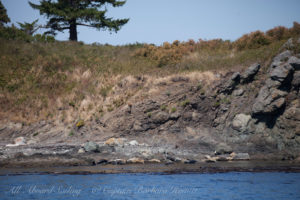 Harbor Seals Battleship Island
