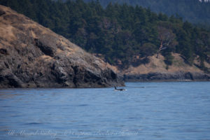 J Pod Orca, Henry Island