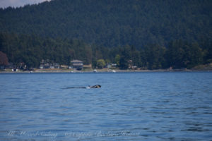 J51, Mitchell Bay