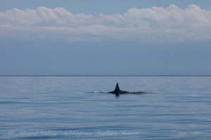 J39 off False Bay