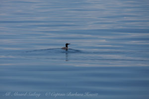 Common Murre