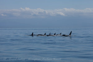 T46s and T137s tight group approaching Salmon Bank