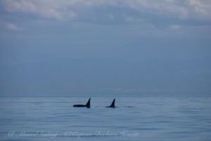 T16E and T137A Male Orcas