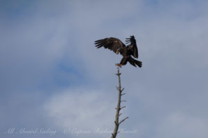 Immature Bald Eagle lands