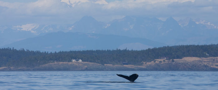 Day sail South with exotic Transient Orcas and Humpback Whales Day sail South with exotic Transient Orcas and Humpback Whales