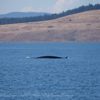 Minke Whale comes to dinner cruise off Salmon Bank