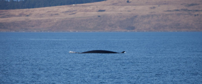 Minke Whale comes to dinner cruise off Salmon Bank