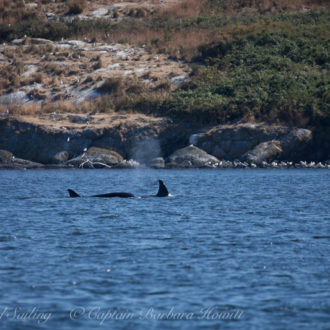 Sailing with Transient Orcas, Mandarte island