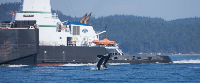 Sailing with Southern Resident Killer Whales Js and Ks with multiple breaches