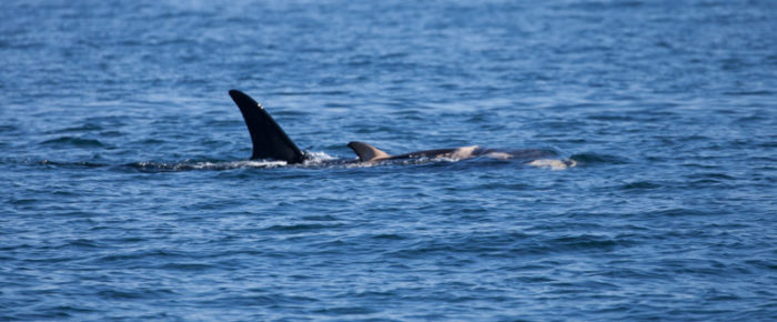 J35, Tahlequah, carries her deceased calf around the San Juan Islands