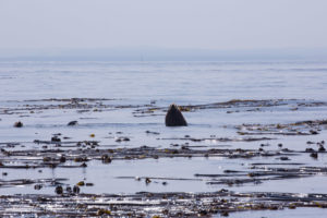 Steller Sea Lion surfaces in kelp forest