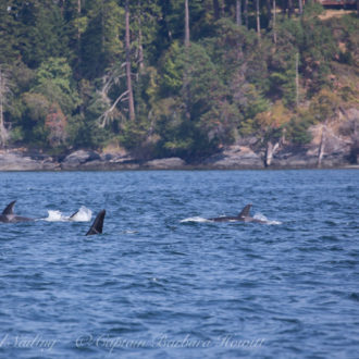 Sailing with J Pod Southern Resident Killer Whales