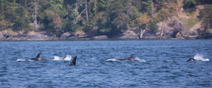 Sailing with J Pod Southern Resident Killer Whales