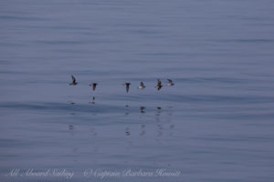 Phalaropes flying towards Flattop Island