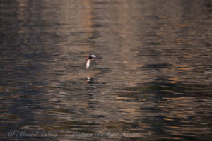 Pigeon Guillemot and Colours and reflections of Flattop Island
