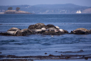 Harbor seals off Cattle Pas