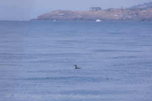 Harbor Seal with her pup