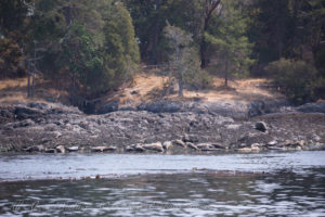 Harbor Seals of Turn Island pass