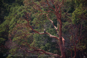 Immature Bald eagle Turn island