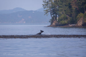 Kelping