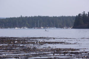 T19C doing his own thing at Roche Harbor