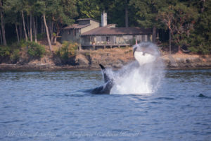 T19B cartwheel