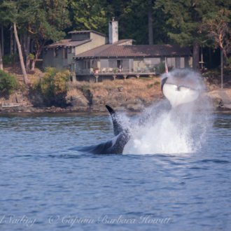 Half day afternoon sail North with the T18/19s Transient or Biggs Orcas