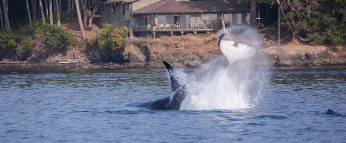 Half day afternoon sail North with the T18/19s Transient or Biggs Orcas