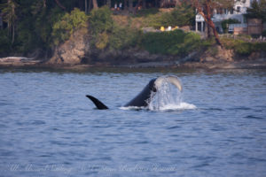 T19B Tail lobbing
