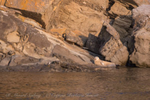 Harbor Seal Flattop Island