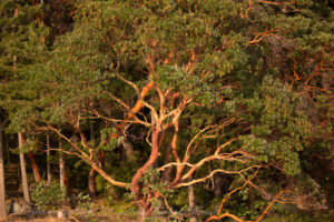 Pacific Madrone