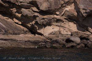 Harbor Seals on honey combed sandstone of Patos Island